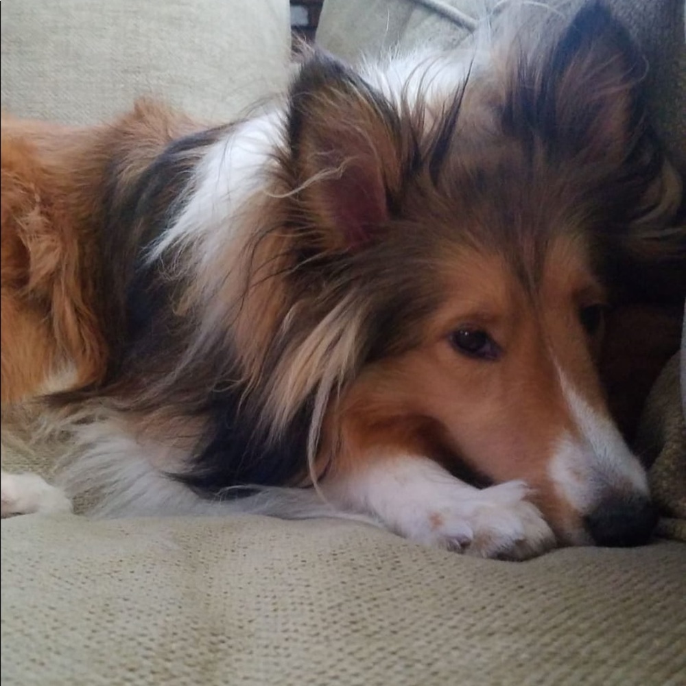 Meet your Posher, Karen